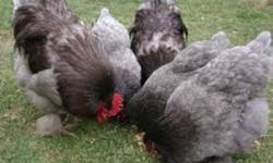 I have the following for sale. Discounts for quantity and i may be open to offers try me.
2 bantam cornish pullets (WLR/dark) $5 each
1 pair of 2010 hatch mottled houndans $30
1 pair of 2011 hatch mottled houdans $30
1 pair of 2010 hatch Spangled Russian