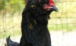 I currently have roosters and a few hens available. I have a Hamburg pair, a Brahma pair, one Ameraucana cross rooster, 3 white roosters, several rhode island red cross roosters, several rock variety roosters, and 2 bantam roosters. (All of the birds were