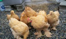 I am offering 3 pairs of Standard Buff Cochin
1 bantom cornish pullet, 1 white cornish cockerel, 1 bantom buff brahma pullet.
and 2 standard laying pullets.
 
Standard cochins $25.00 a pair, will give good price for full group of cochins.
All bantoms and