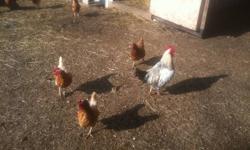 25- 35 chickens for sale 5 roosters
$2 each
