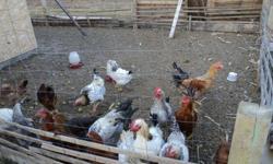 4 1/2 month old Barred Rock/Red Sussex Cross Roosters for sale. $20 each. Located in Craik, SK. Please phone - no emails.