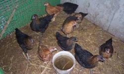 Assorted Cross Bred Chicks  born from early July -Beginning Of September 2011. Un-Sexed layer chicks. Egg Layers $4.00 each. Need to down size for the winter. (Between Drayton and Goldstone)