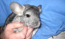 Selling my chinchilla and his cage. He's a two year old gray chinchilla, friendly and easy to care for. Comes with a large, two level cage, and accessories.
$75 for the chinchilla by itself