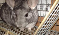 I have 2 standard grey chinchilla's 4 sale. I have 1 female 4 1/2years and 1 male 5 years. They are a bonded breeding pair and will not be sold seperately.They are really friendly and loving. They love people and are really cute. They can be bred if you