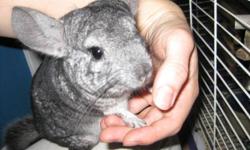 Black (or dark gray, not standard) with white undersides, male chinchilla, about 2 years old, friendly. Comes with metal cage that has a sliding tray for easy cleaning, and accessories. $125 firm.
gingerjaws at hotmail     My messages are bouncing back,