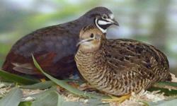 for sale $30 for 10 Chinese Painted Quail chicks (3 days old ) .look the breeding pair (male & female) .dont forget to check my other ads