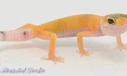 Christmas Sale on our Leopard Geckos that we currently have available. They are completely healthy and are feeding on gutloaded Mealworms. We supplement with vitamins and calcium and that are offered treats of Superworms, Waxworms and Tomato Hornworms..