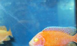 Have about 15 Adult Albino Hybrid Red Peacock for $20 each and some smaller 1.5" at $3.00 each to $15.00...for a 3" fish...call Michael 416-806-3698.Picture dont show as well as the fish is....must see live to appreciate