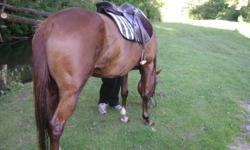 17 inch griffth close contact saddle. Good condition. Fits most horses including my thoroughbred mare who has higher withers. Bought new saddle and don't need it anymore. Comes with sitrrups and leathers.
Saddle is on horse in the pictures, horse in