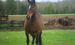 Horse for sale, clyde tb mare 7 years old, around 17 hands, halter broke only