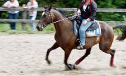 fun TRAIL/WESTERN GAMING/HUNTER HORSE available for coboard
Pro?s Home Brew aka Trooper is an OTSTB
he is a pacer but is also TRAINED TO TROT :), and is working on nice canter/lope
he loves trails, running and is great at western games.
great