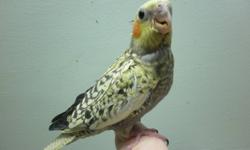 hand feed Tame cockatiel babys $95 each call 694 6049
pieds pearled,pearled,grey, cinnamon