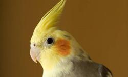 I'm in love with cockatiels and I adore lovebirds. I need a gentle and tame one for myself as a lifelong companion. I would prefer to buy with the cage, and any other accessories. I promise a great home for your bird, and gender is unimportant to me as