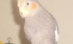 I have cockatiels for sale.  For more info please contact me.  Thanks
