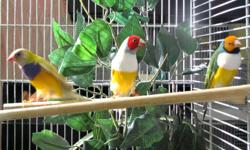 DRASTICALLY REDUCED TO SELL 
We have three very charming male gouldians for sale.
Unfortunately all our hens sold out earlier in the season.
All three are from very reliable show stock. 
All have amazing vivid colour
Unfortunately we are breeders so have