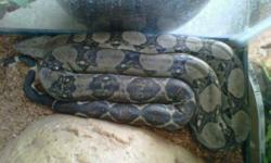 3 Foot columbian boa,2yrs old,Eats well and is very friendly.Selling tank with heating pad,2 water dishes,a cave,heat lamp,uvb light bulbs and holders and also his drfit wood.He would make a great Christmas Gift.For more information please call Crystal@