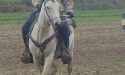 Tucker!
He is a awesome coming 3 yr old buckskin gelding!
He is green broke. He is extremely quiet and laid back! easy to catch east to handle etc.
He is alot of fun to ride and has a super laid back easy going mind.
I am away at school and therefore do