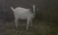 Six month old boer billy for sale. From a purebred boer buck.