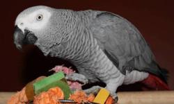 Congo African Grey ...comes with big cage toys and all accesories plus food pellet mix...3 years old.  He whistles all kinds of tunes, has an excellent vocabulary, and right now he is picking up words like crazy!
 
He is not for breeding, but as a pet.
