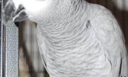 Congo African Grey, with very large vocabulary of sounds, can mimic everything including barking dogs, meowing cats and baby birds to name a few. Friendly, entertaining bird, likes her head scratched, is very shy about stepping up but will not bite, in