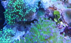 Green tip and pink tip Frogspawn - $5 per head. 2 to 5 heads available.
Pink/ivory Candy cane - $4 per heads.
Zoas - $10 and up per colony (10 heads plus for $10).
Mushroom - $1. per head.