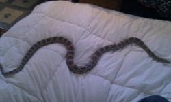 Adult corn snake, over 5ft long.
Was given to me 3 months ago. Eats well and sheds around once a month. Very active and friendly. Has been defanged
Selling because I do not have much time to handle her.
Not selling with the tank because she most