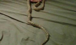 I'm looking to sell my corn snake as i don't have time i give it the care it needs. It is about 9 months to a year old. Very friendly.