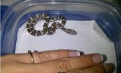 Ready to go!! Great starter snake. Choice of either anerythristic (grey) or amelinistic (orange). Parents shown in third picture. Can deliver to London and west of London.