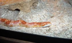 Hi my name is Michelle and i am selling a beautiful orange colored female corn snake. She is now in a terrerium with another corn snake so she is good to put with other corn snakes. She is 2.5ft to 3ft long. She is very calm she is friendly but gets a