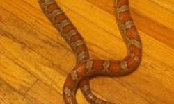 very friendly corn snake handled alot and eat's 2 mice every 2 weeks he is 4 years old (NEEDS TO GO TO GOOD HOME)  $50Firm