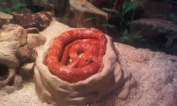 I am fostering the cornsnake through Persian Dreams Rescue.
Her name is Pirate.
I have had the cornsnake for about 2months now, She eats frozen white mice, she can be handled by you (we have taken her out a lot.), she is about 4 ft long. When she is fed