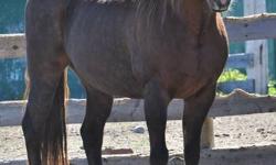 LF RANCH RESCUE SOCIETY 
have  a few horses that are available to good home.
 
PLEASE VISIT OUR WEBSITE FOR MORE INFO, DECRIPTION, PRICES ETC. http://www.lfranchrescue.com/readyforadoption.cfm 
If interested in a horse, you can contact us here, our on the