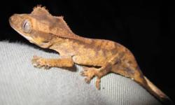 Crested gecko baby. One month old, brown harlequin. Eating Clarks gecko diet.
