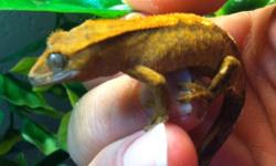 I have 2-2 mth old Crested Geckos for sale. These geckos are great pets as they do not require heating or bugs. Asking $80 each, locally bred and in great health! The pics are of the last one available.