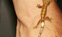 We have beautiful Crested Geckos babies available.
These geckos hatched on August, September and October 2011.
They are healthy and eating very good.
They make excellent gecko pets and easy to maintain: no heating pads or heating lamps, they are good in