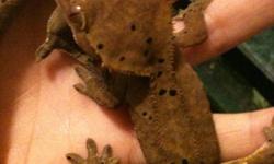 -brown dalmatian crested geckos unsexed (all different sizes) $50-$80 (10) 3 inch -7 inch
-brindle brown crested gecko $80 ( only one) 5-6 inch with tail
-red dalmatian crested gecko with red and brown spots $100 female 5-6 inch with tail (only one)
All