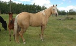 Sassy is a gorgeous dappled palomino. She has had 60 days with a trainer a couple years ago and has since been ridden by our nine year old for 4-H as well as by other family members pleasure riding. She is not much for speed and ambition, but would make a