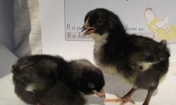 We have over 50 Cuckoo Marans pullets available. These chicks have been vaccinated against Mareks and are the ones that lay the deep dark chocolate brown eggs. They were hatched Sept 7th and are off heat lamps now. The day old price is $9 each and 50Â¢ per