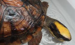 Seeking additional Cuora trifasciata (also known as Golden Coin Turtle or Chinese 3-striped Box Turtle or Lined Box Tortoise ) to contribute to a conservation breeding program.  Interested in adults, juveniles or hatchlings to diversify bloodlines of our