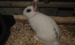 Hello,
I am offering 5 rabbits.
They all weight around 4-7 lbs.
I want all these bunnies in a LOVING HOME. They are all PETS.
If you are interested please call Elise or Dianne at 519 728 3495.
These are their DESCRIPTIONS:
The first one is a male and he