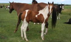 We have 2011 weanlings for sale.  Prices vary.  We have three fillies and one stud colt for sale. They will be registered with APHA.  Please contact for prices and pictures. The bloodlines are Color Me Smart, Doc Doll, Major Bonanza, Peppy San Badger,
