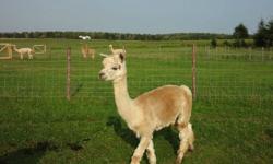 NINE ALPACAS FOR SALE - Price for the herd is about $20,000. Individual prices are available also.
All registered with great fleece. Six females and 3 males. Most are proven; the younger ones will be able to breed this spring. Most of the females were