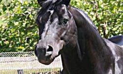 Dear Diva, is a 7 year old  sorrel daughter of Sir Cool Star, the black full brother to Sir Cool Skip. She is out of a daughter of Skip By Impress, that is a sister to a 2 time World Champion.  This mare is young healthy and ready to breed.  She is