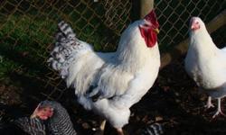 I have 5 very nice Delaware roosters for sale @ $20.00 each or 5 for $80.00   Delawares are a fairly rare heritage breed making a comeback.   Originally called Indian Rivers,  they are a nice quiet breed when handled with a gentle manner, and our main