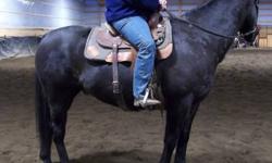 9 year old 15.1hh gelding.  Straight is very well put together with great bone and feet under him.  He has been barrel raced and currently is at the trainer and is being started  on the heel-o-matic.  He is real nice to be around and can be taken in any