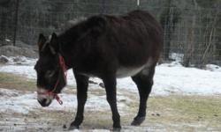 7-8yr old jenett donkey raised with sheep,great gaurdian,not handled much,doesn't like dogs but ok when on leadline.located near osoyoos,serious inquiries only,.$600.00