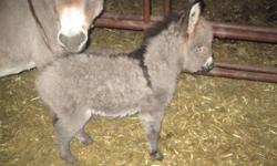 I have one miniature male donkey for sale.  He has been around people and is mild mannered. 4 years old, gelded and looking for a good home.