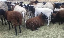 Dorper Cross Ewe Lambs and Some Yearlings.
Breeding Age.
If Interested please Email or Call.