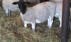 Purebred, and percentage Dorper ewe lambs for sale. Good conformation. All can be registered. New bloodline from Australia (Phillips). Have received first vaccinations (clostridia and caseous). Complete performance records available. Will be exposed to