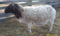 Purebred but not registered , 3 year old ram, excellent breeder.  Can email pictures, can't seem to post them.